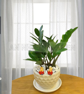 Cây Kim Tiền - Chậu sứ tổ ong
