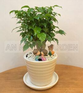 Cây Hạnh Phúc Mini - Chậu sứ trắng