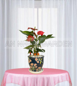 Cây Hồng Môn - Chậu men họa tiết