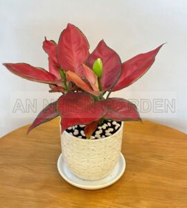 Cây Huyết Rồng Đât - Chậu sứ trắng