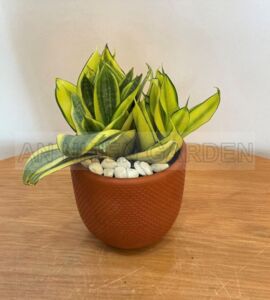 Cây Lưỡi Hổ Vàng Mini - Chậu đất nung