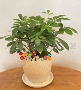Cây Ngũ Gia Bì - Chậu sứ trắng