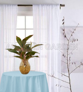 Cây Phú Quý -Thủy sinh
