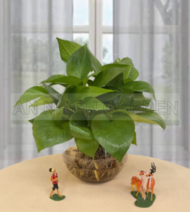 Cây Trầu Bà - Thủy sinh
