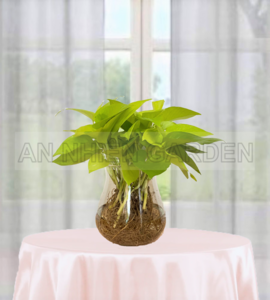 Cây Trầu Bà Thái Lan - Thủy sinh