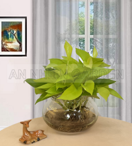 Cây Trầu Bà Thái Lan Thủy Sinh | Chậu Thủy Tinh