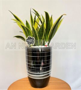 Cây Lưỡi Hổ Hoàng Kim - Chậu sứ cao
