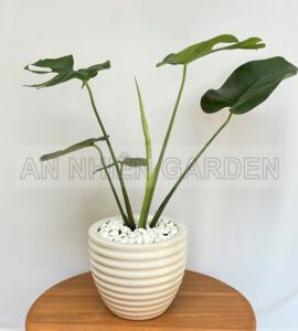 Cây Trầu Bà Lá Xẻ - Chậu sứ trắng