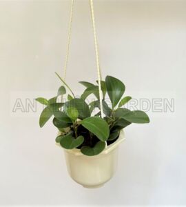Cây Trường Sinh | Chậu Treo
