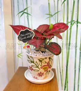 Cây Huyết Rồng Đất Chậu Men | Họa Tiết