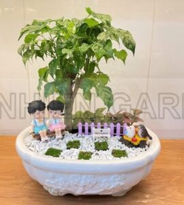 Cây Hạnh phúc mini - chậu sứ