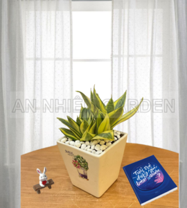 Cây Lưỡi Hổ vàng Mini - Chậu sứ