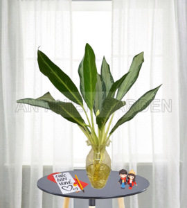 Cây Giữ Tiền Thủy Sinh | Chậu Thủy Tinh