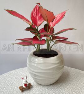 Cây Huyết Rồng đất - Chậu sứ tròn