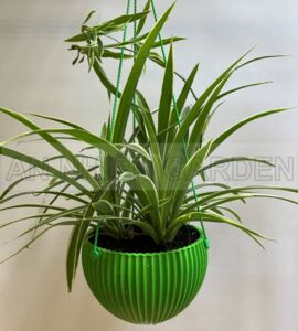 Cây Cỏ Lan Chi - Chậu nhựa treo