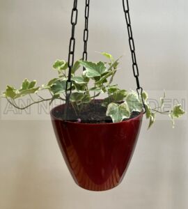 Cây Thường Xuân | Chậu Treo Tự Dưỡng