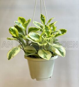 Cây Trường Sinh Cẩm Thạch - Chậu nhựa treo