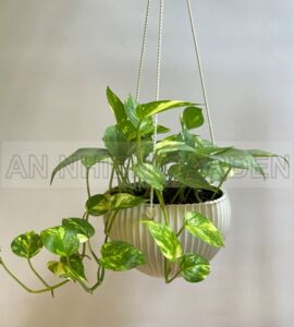 Cây Trầu Bà Sữa | Chậu Nhựa Treo