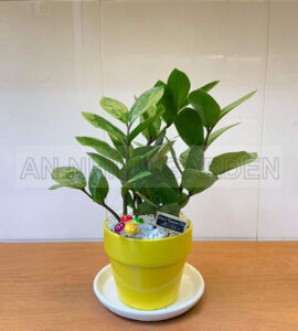 Cây Kim Tiền Mini - Chậu sứ