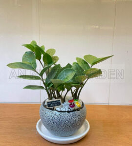 Cây Kim Tiền Mini - Chậu sứ