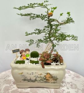Cây Cần thăng - Chậu sứ
