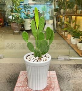 Cây Xương Rồng Chậu Sứ | Màu Trắng