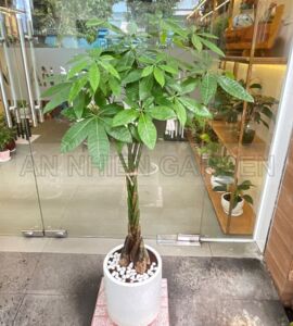 Cây Kim Ngân Bính - Chậu xi măng trắng