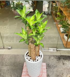 Cây Thiết Mộc Lan Chậu Sứ | Màu Trắng