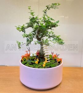 Cây Cần Thăng - Chậu sứ