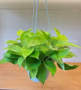 Cây Trầu Bà Thái | Chậu Nhựa Treo