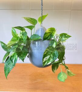 Cây Trầu Bà Cẩm Thạch - Chậu sứ treo