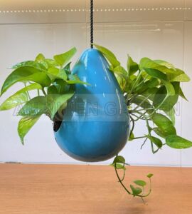 Cây Trầu Bà Xanh - Chậu sứ treo