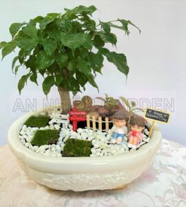 Cây Hạnh Phúc Chậu sứ