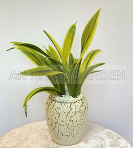 Cây Lưỡi Hổ Hoàng Kim - Chậu sứ