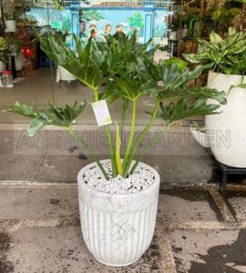 Cây Trầu Bà Thanh Xuân - Chậu sứ