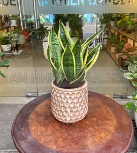 Cây Lưỡi Hổ - Chậu sứ