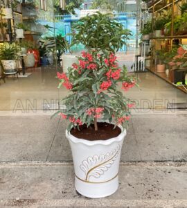 Cây Ngân Lượng Chậu Sứ | Màu Trắng