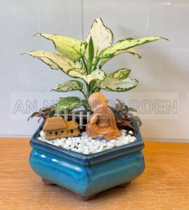 Tiểu Cảnh Cây Vạn Lộc Trắng Và Lá May Mắn Chậu Sứ | Màu Xanh