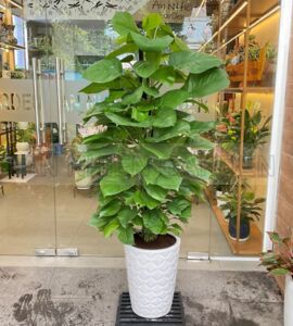 Cây Trầu Bà Leo Cột Chậu Sứ | Màu Trắng Cao