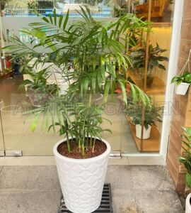 Cây Cau Hawai Chậu Sứ Cao | Màu Trắng