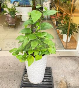 Cây Trầu Bà Leo Cột - Chậu sứ
