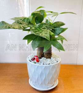 Cây Kim Ngân 3 Thân - Chậu sứ