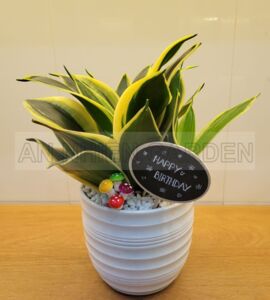 Cây Lưỡi Hổ Xanh - Chậu sứ trắng