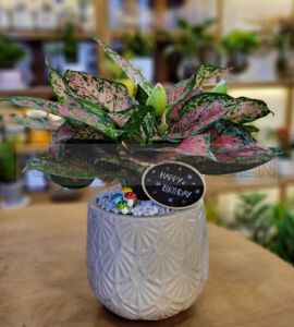 Cây Vạn Lộc - Chậu sứ