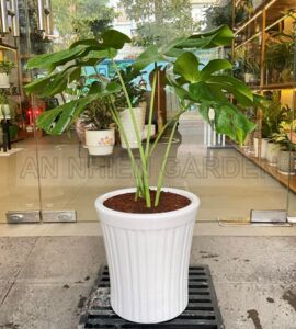 Cây Trầu Bà Lá Xẻ - Chậu sứ trắng