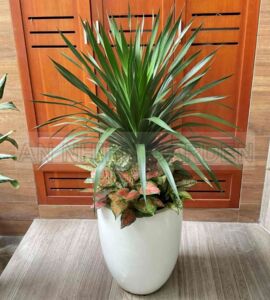 Cây Phát Tài Núi Mix Vạn Lộc, Ngọc Ngân, Phú Quý Chậu Nhựa | Màu Trắng Cao