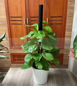 Cây Trầu Bà Cột - Chậu sứ
