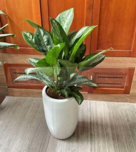 Cây Thanh Lam - Chậu sứ trắng cao