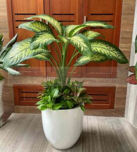Cây Vạn Niên Thanh Mix Trầu Bà, Phú Quý - Chậu nhựa