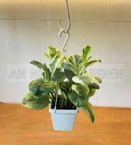 Cây Trường Sinh Cẩm Thạch - Chậu nhựa treo